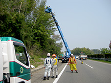 高木剪定作業